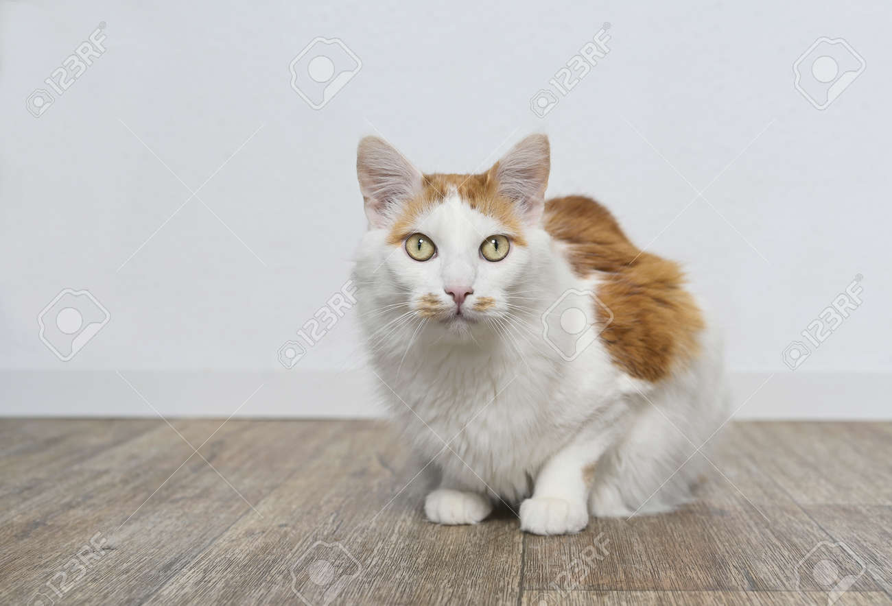 Cute longhair cat sitting on the floor and looking straight to the camera. - 164899944 Cute longhair cat sitting on the floor and looking straight to the camera. - 164899944