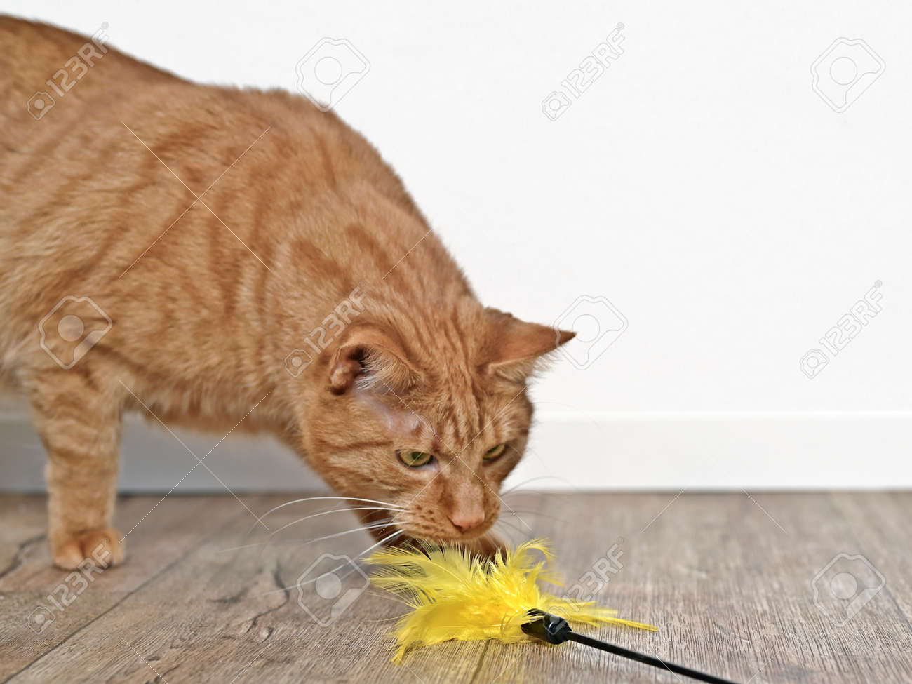 Cute ginger cat playing with a feather cat toy. - 164762512 Cute ginger cat playing with a feather cat toy. - 164762512