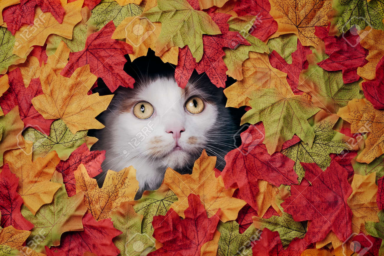 Cute tabby cat looking through a hole in the colorful autumn decoration. - 165396906 Cute tabby cat looking through a hole in the colorful autumn decoration. - 165396906