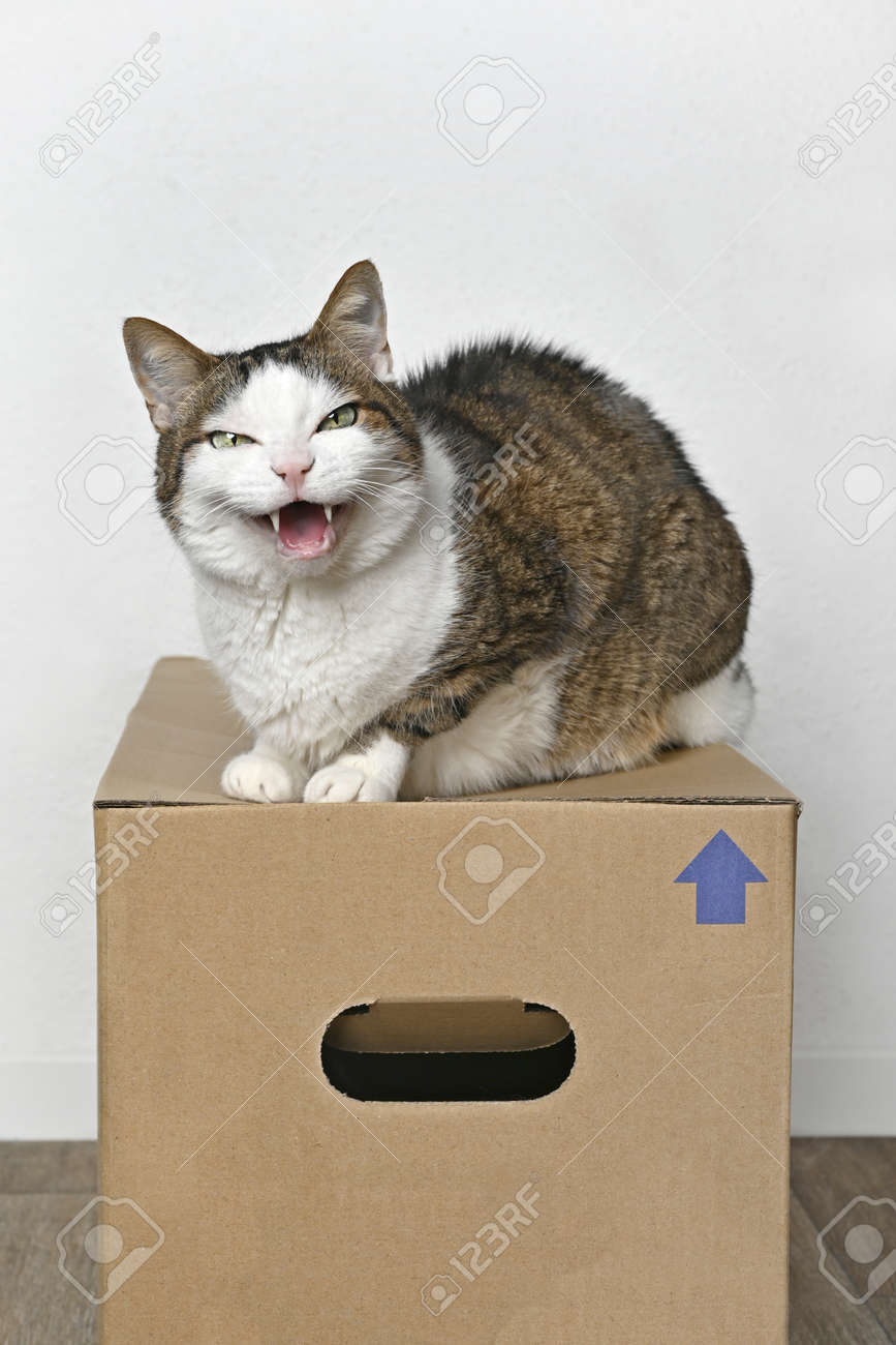Angry tabby cat sitting on a cardboard box and looking to the camera. - 165592331 Angry tabby cat sitting on a cardboard box and looking to the camera. - 165592331