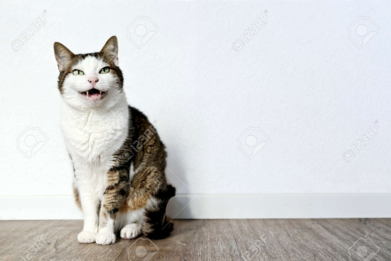 Funny tabby cat sitting on the floor and grimacing with mouth open. - 166193491 Funny tabby cat sitting on the floor and grimacing with mouth open. - 166193491