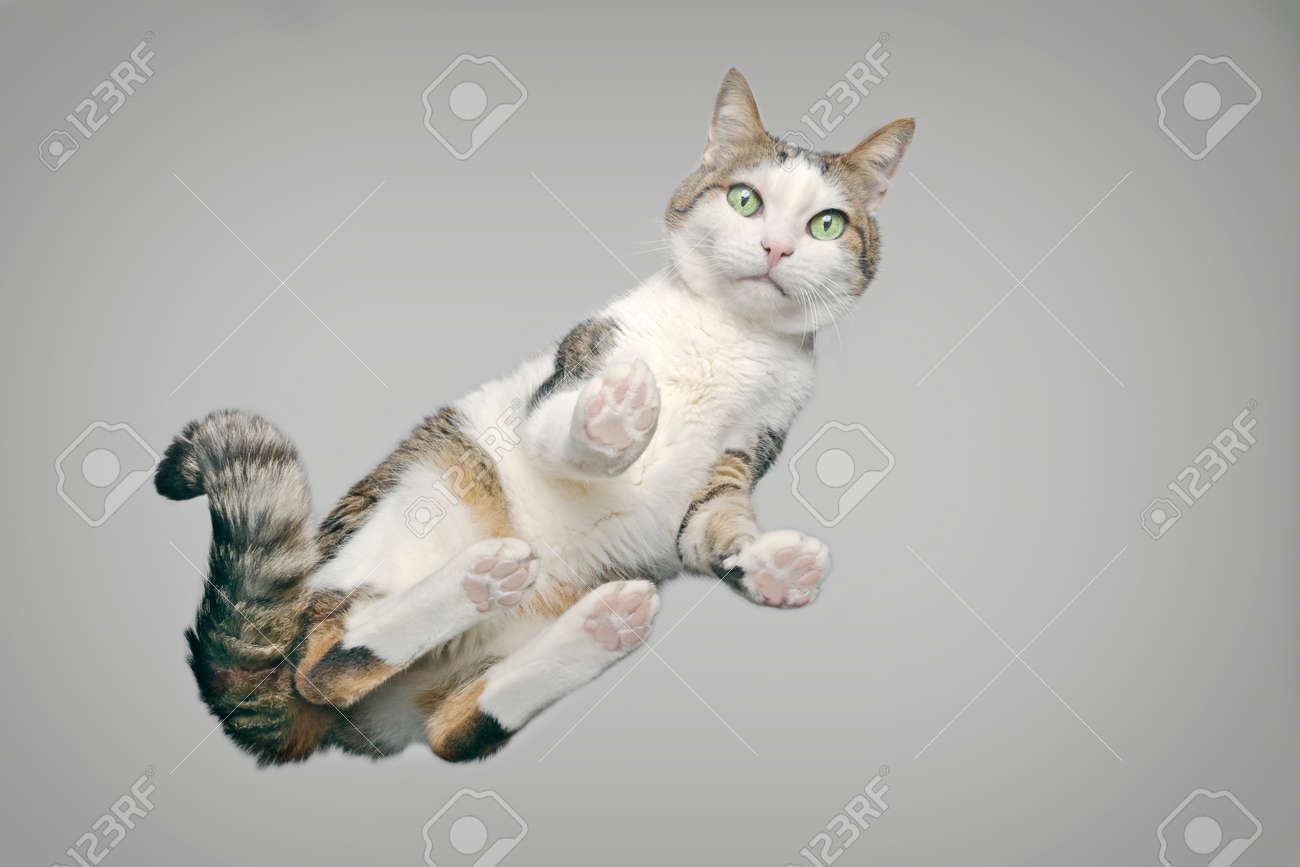 Cute tabby cat from below looking at camera. Horizontal image with gray background. - 166504047 Cute tabby cat from below looking at camera. Horizontal image with gray background. - 166504047