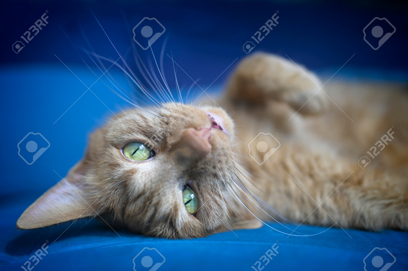 Cute red cat relaxed on the sofa looks at the camera. Horizontal image with soft focus. - 166563179 Cute red cat relaxed on the sofa looks at the camera. Horizontal image with soft focus. - 166563179
