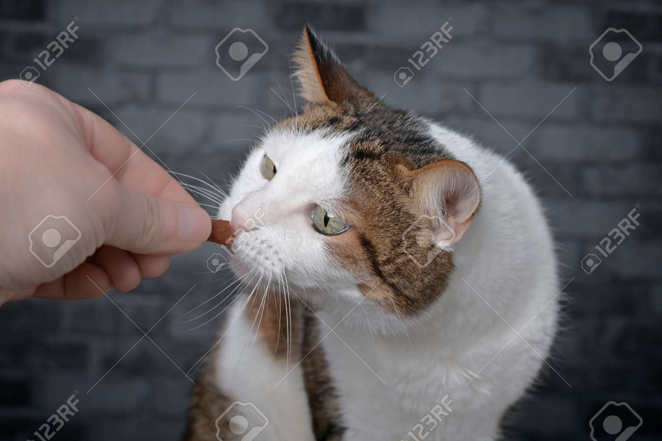 Cute tabby cat eating favorite treat from hand of owner. - 168691051 Cute tabby cat eating favorite treat from hand of owner. - 168691051