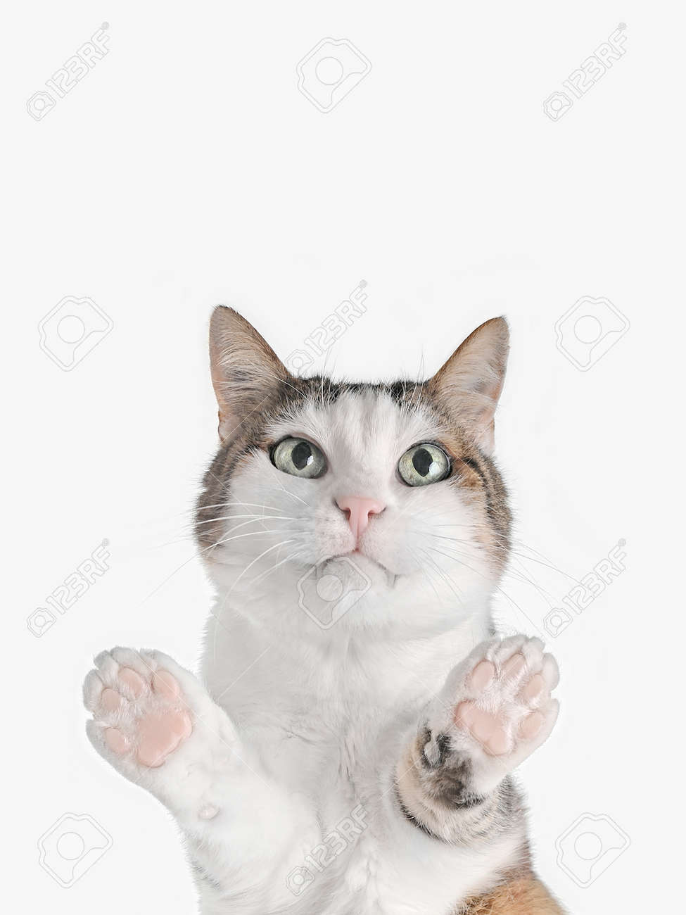 Cute tabby cat looking at camera. . Bottom view with copy space. - 168691057 Cute tabby cat looking at camera. . Bottom view with copy space. - 168691057