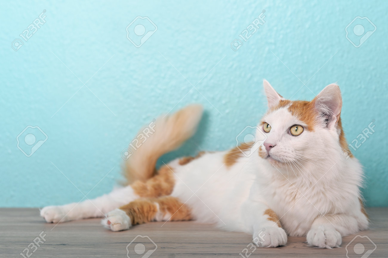 Cute tabby cat lying on the table and looking curious away. - 168691058 Cute tabby cat lying on the table and looking curious away. - 168691058