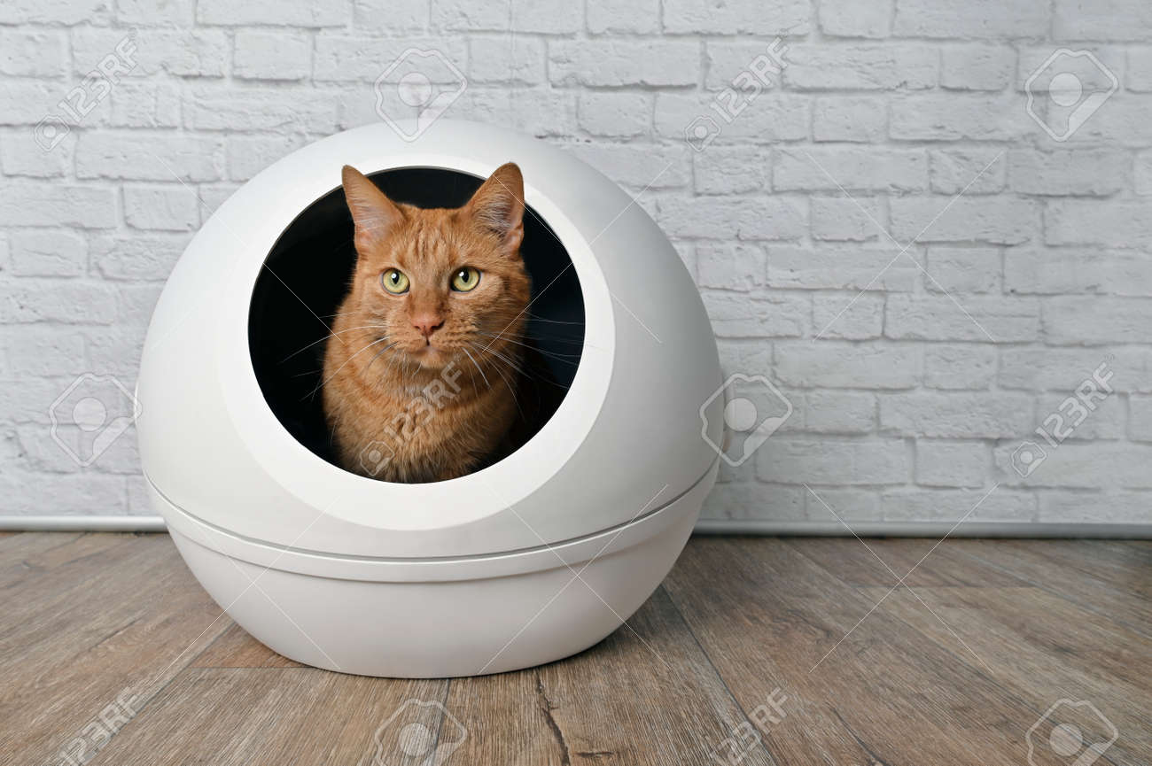Cute red cat sitting in a self-cleaning litter box and looking away. - 168691064 Cute red cat sitting in a self-cleaning litter box and looking away. - 168691064