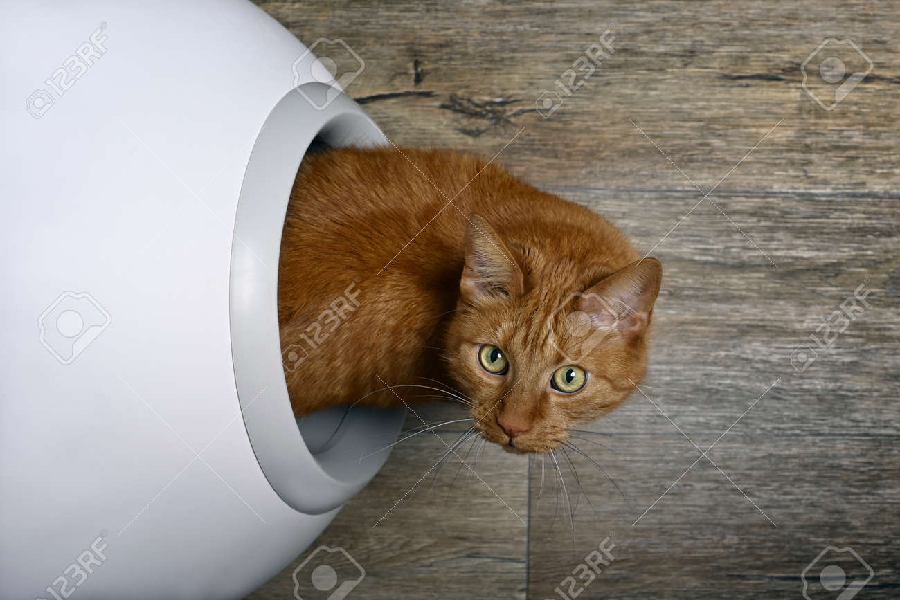 Cute red cat looking curious out of a self-cleaning litter box, seen directly from above. - 168691066 Cute red cat looking curious out of a self-cleaning litter box, seen directly from above. - 168691066