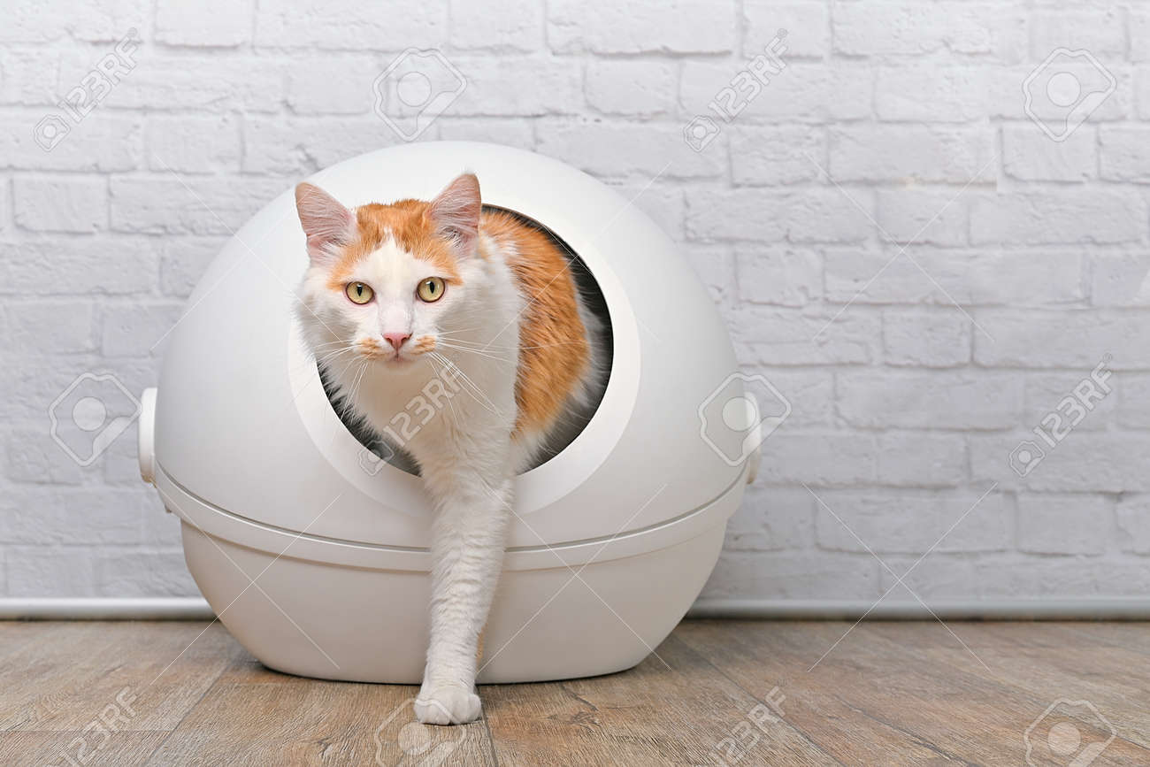 Cute tabby cat going out of a self-cleaning Litter box. Horizontal image with copy space. - 168691069 Cute tabby cat going out of a self-cleaning Litter box. Horizontal image with copy space. - 168691069