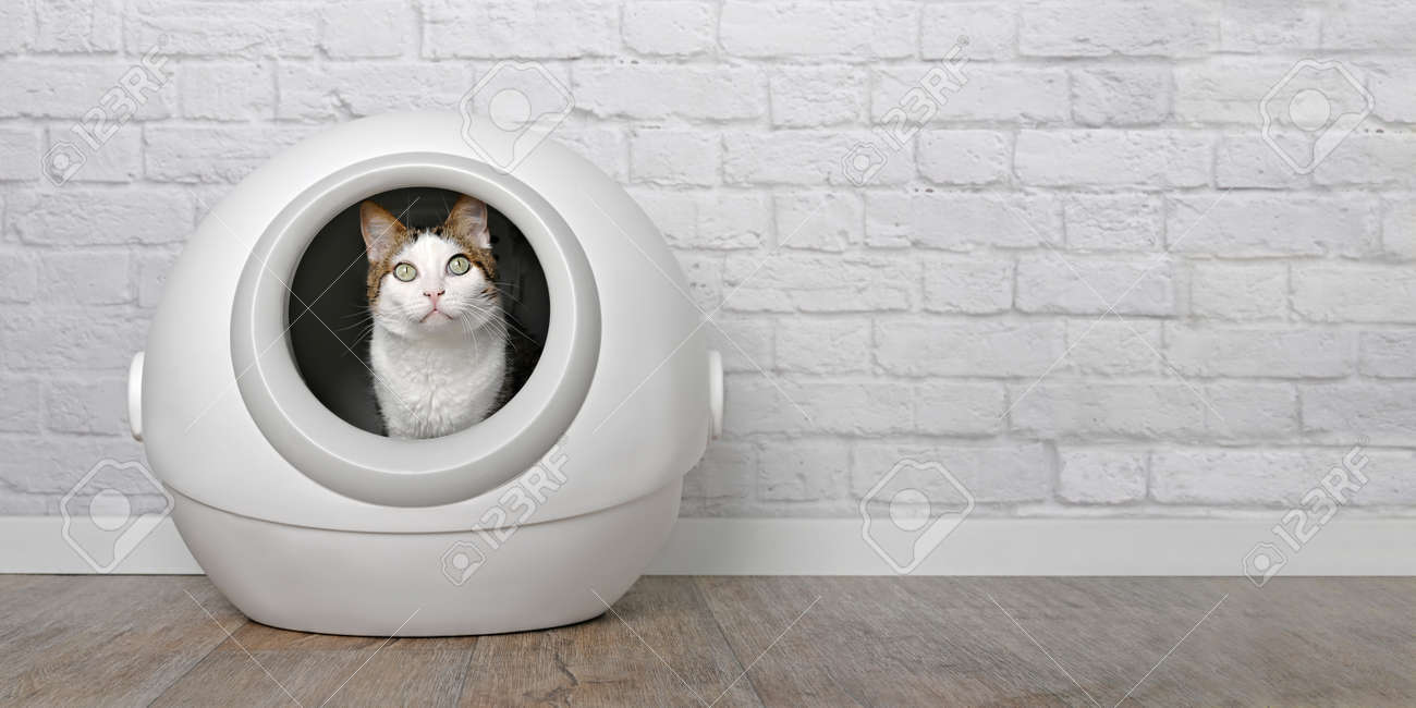 Tabby cat sitting in a self-cleaning litter box and looking curious at camera. Panoramic image with copy space. - 168691070 Tabby cat sitting in a self-cleaning litter box and looking curious at camera. Panoramic image with copy space. - 168691070