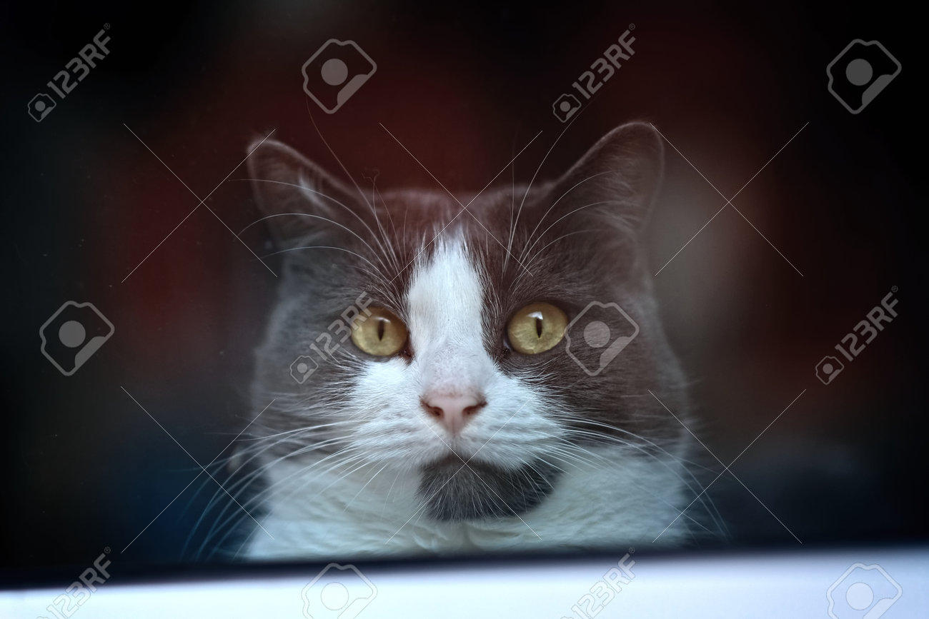 etiam-dictum-ipsum-a-felis