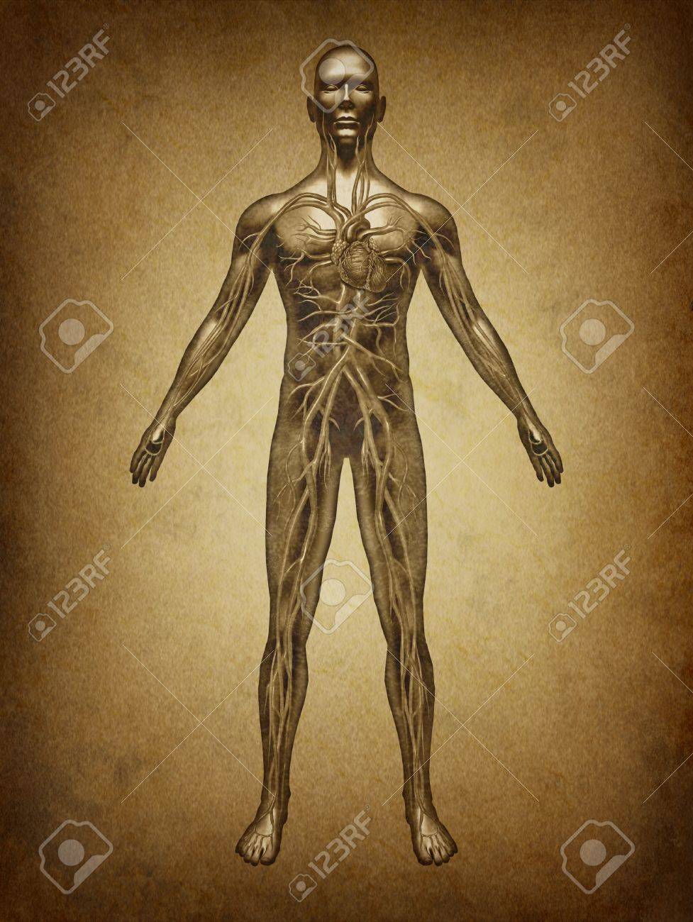 En humano cuerpo sangre dela el circulacion