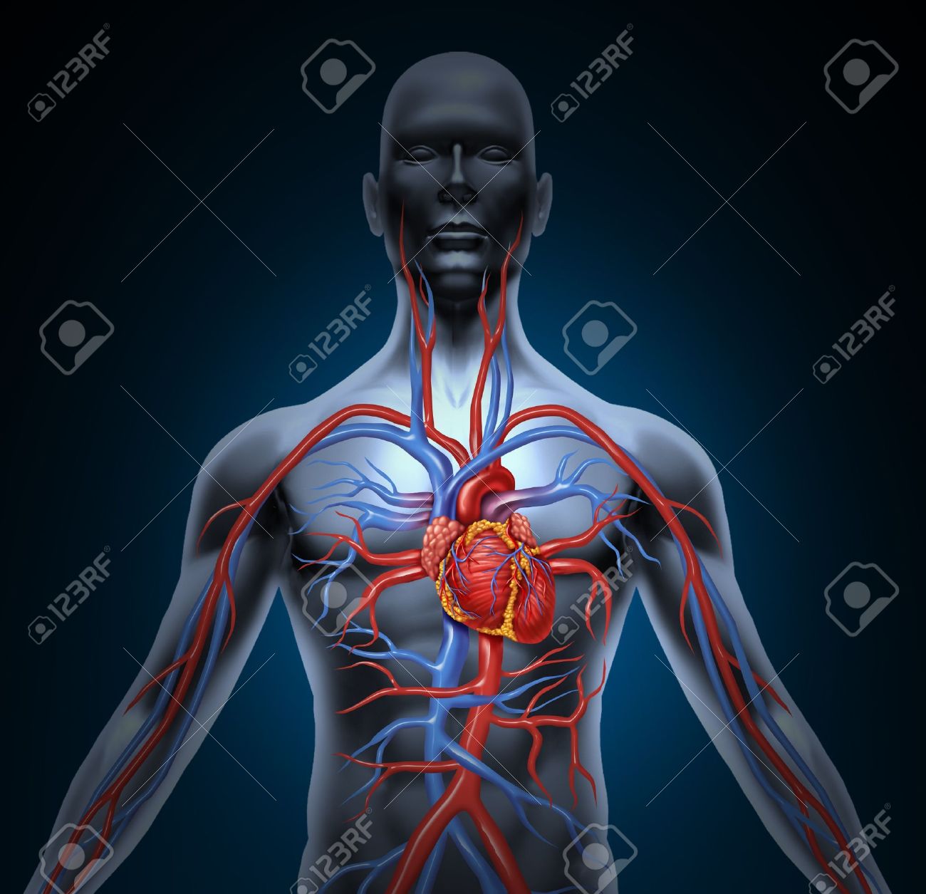 Menschlichen Kreislauf Herz Kreislauf System Mit Herz Anatomie Von Einem Gesunden Korper Auf Weissem Hintergrund Als Eine Medizinische Versorgung Symbol Eines Inneren Gefass Orgel Als Ein Medizinisches Diagramm Isoliert Lizenzfreie Fotos Bilder Und
