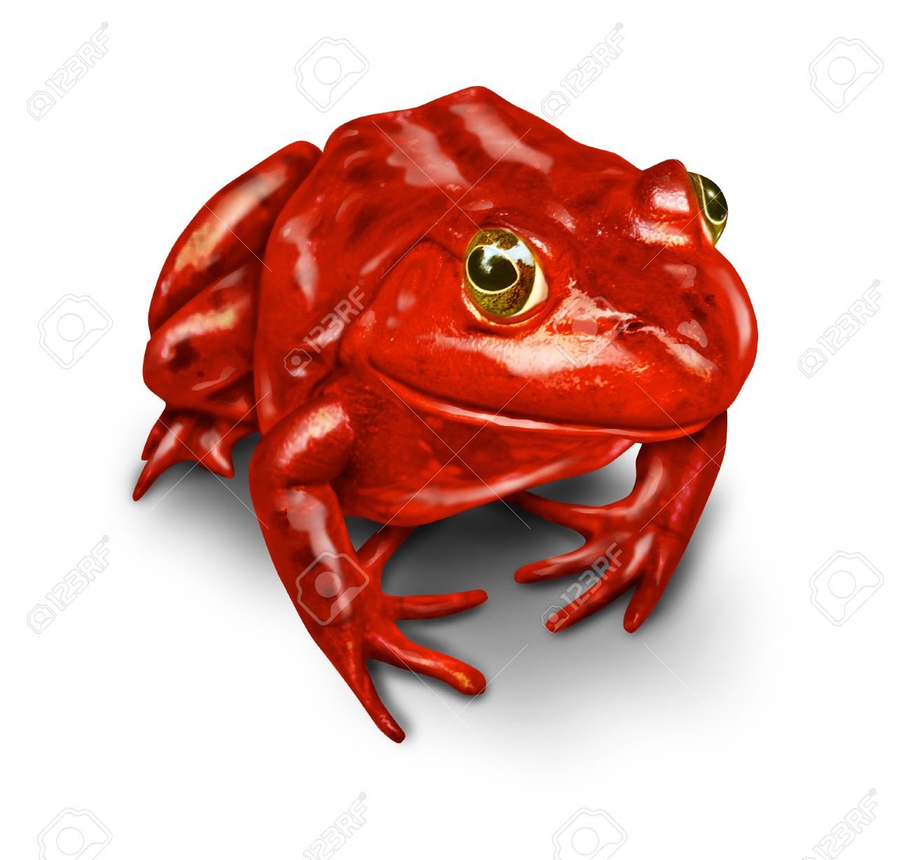 Image result for red frog