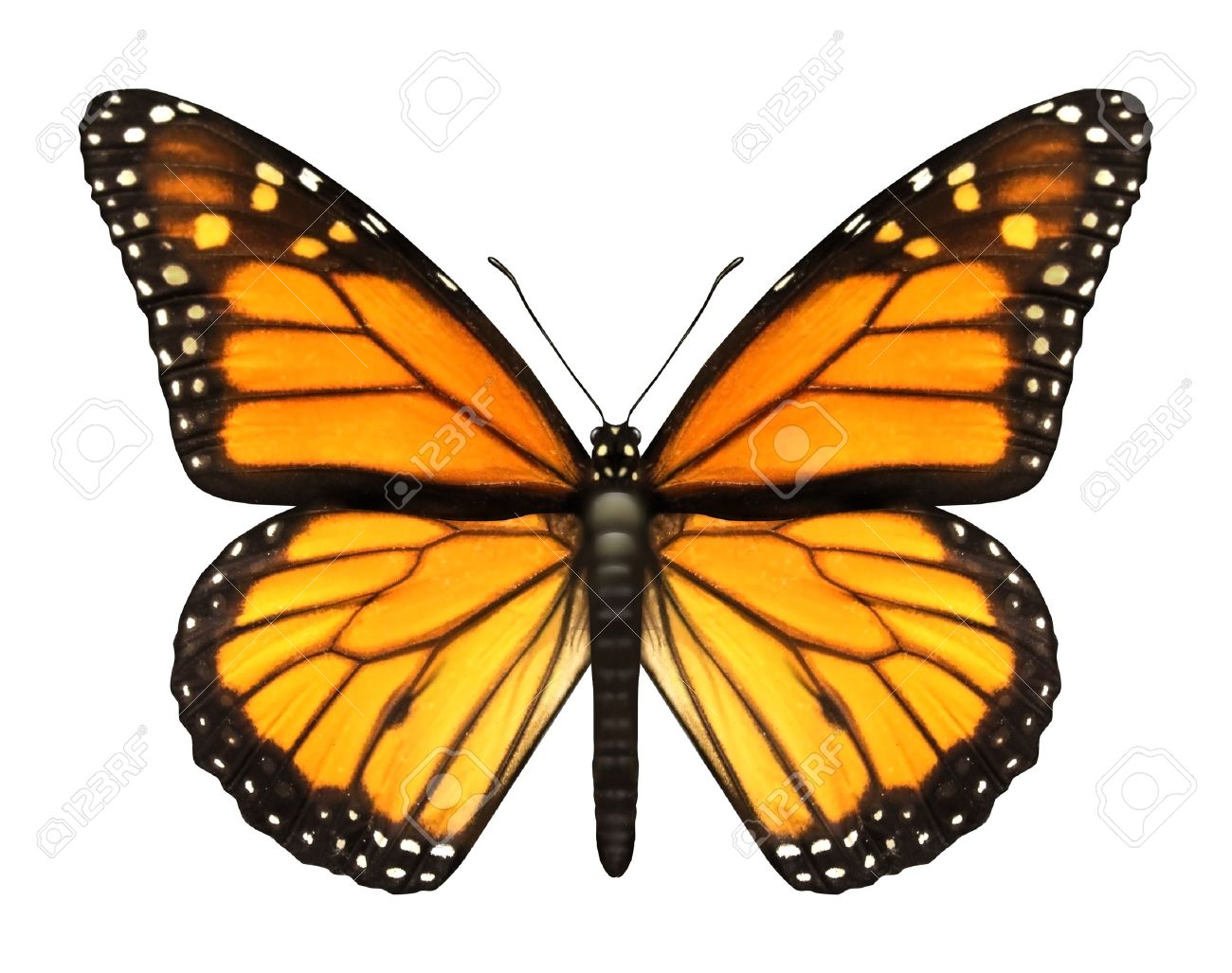 monarch butterfly with open wings in a top view as a flying free butterfly images