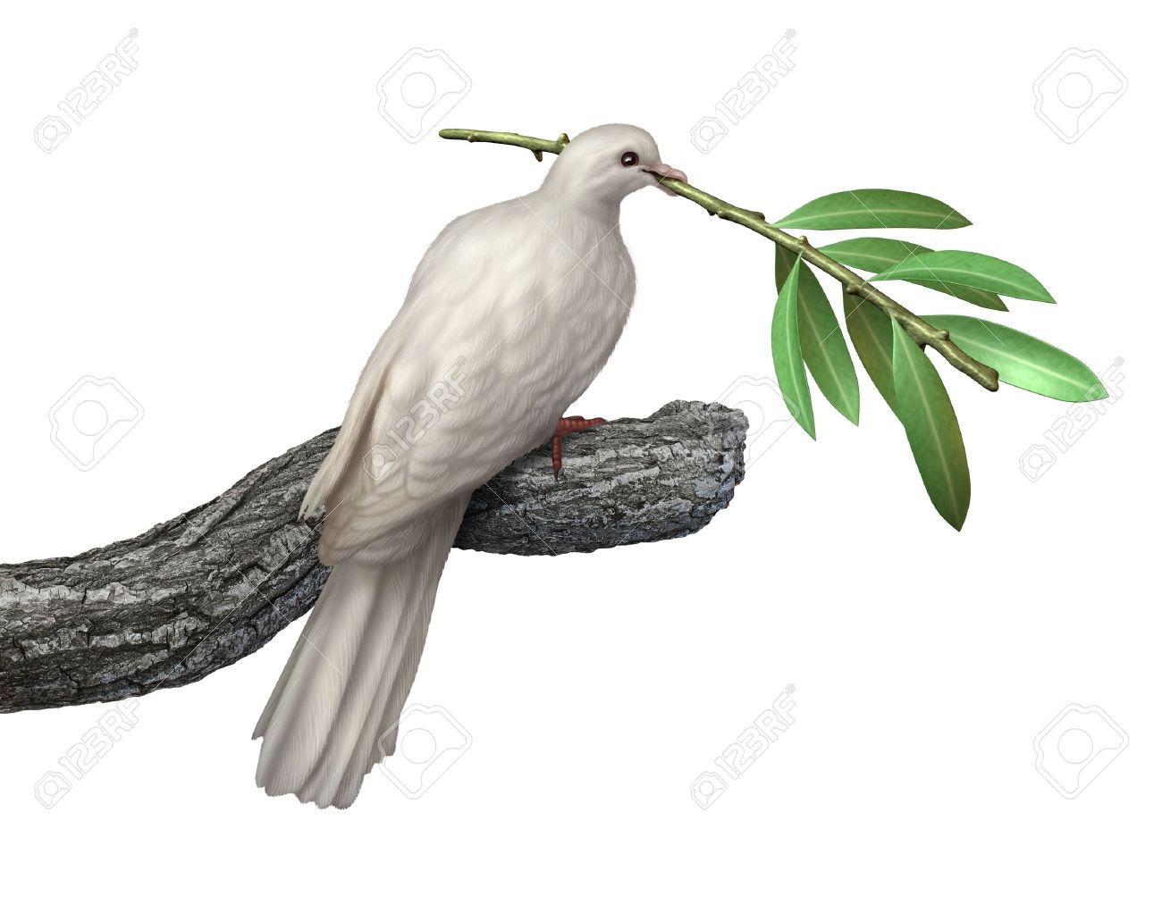 Dove holding an olive branch isolated on a white background as a symbol of peace and tranquility and hope for the future of humanity on the journey for human rights and freedom - 17127590 Dove holding an olive branch isolated on a white background as a symbol of peace and tranquility and hope for the future of humanity on the journey for human rights and freedom - 17127590