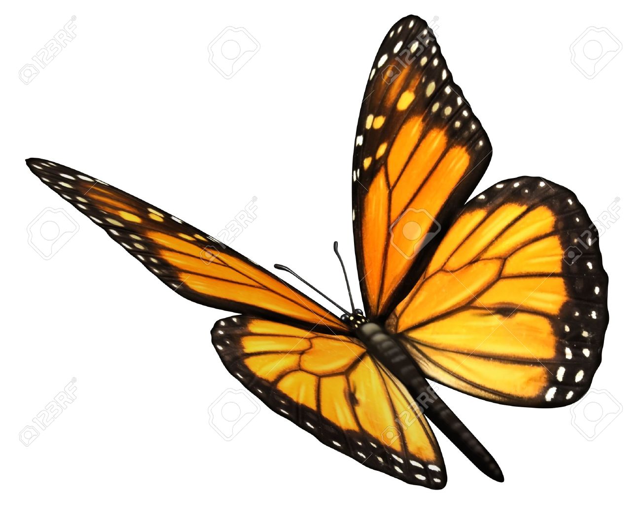 free butterfly images