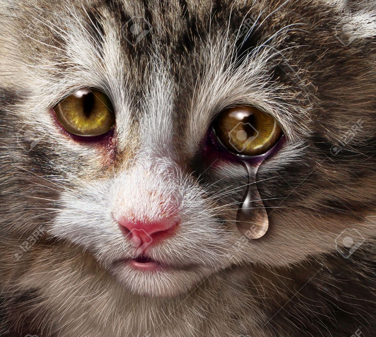 19703993-animal-abuse-and-pet-cruelty-and-neglect-with-a-sad-crying-kitten-cat-looking-at-the-viewer-with-a-t-Stock-Photo.jpg