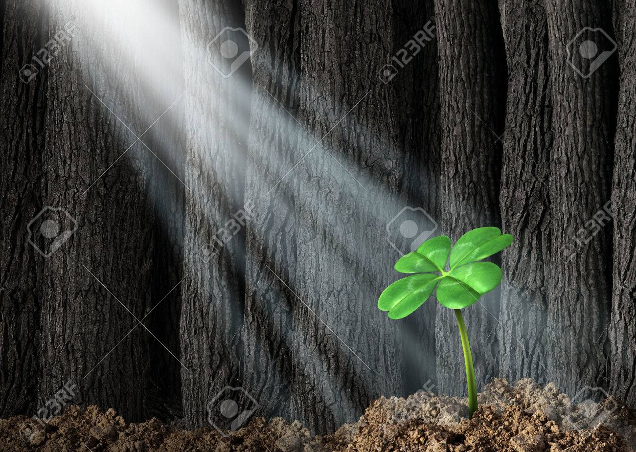 Discover opportunity and prosperity finding success as a business concept with a green four leaf clover growing in a dark forest helped by beams of bright sunlight shinning on the symbol and icon of fortune and luck - 22666975 Discover opportunity and prosperity finding success as a business concept with a green four leaf clover growing in a dark forest helped by beams of bright sunlight shinning on the symbol and icon of fortune and luck - 22666975