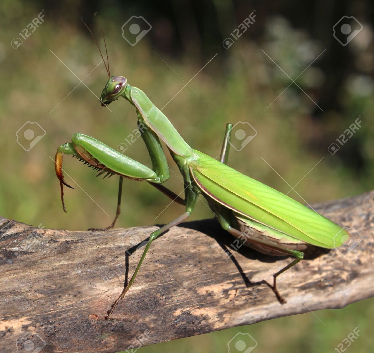 カマキリ虫狩りと昆虫の生物学の教育のアイコンとして他の昆虫を食べる捕食者と緑の自然 Extermintion や害虫駆除のシンボルとしての自然の中で の写真素材 画像素材 Image カマキリ虫狩りと昆虫の生物学の教育のアイコンとして他の昆虫を食べる捕食者と緑の自然 Extermintion や害虫駆除のシンボルとしての自然の中で の写真素材 画像素材 Image