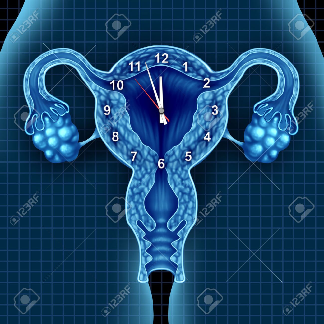 What is a biological clock What is a biological clock