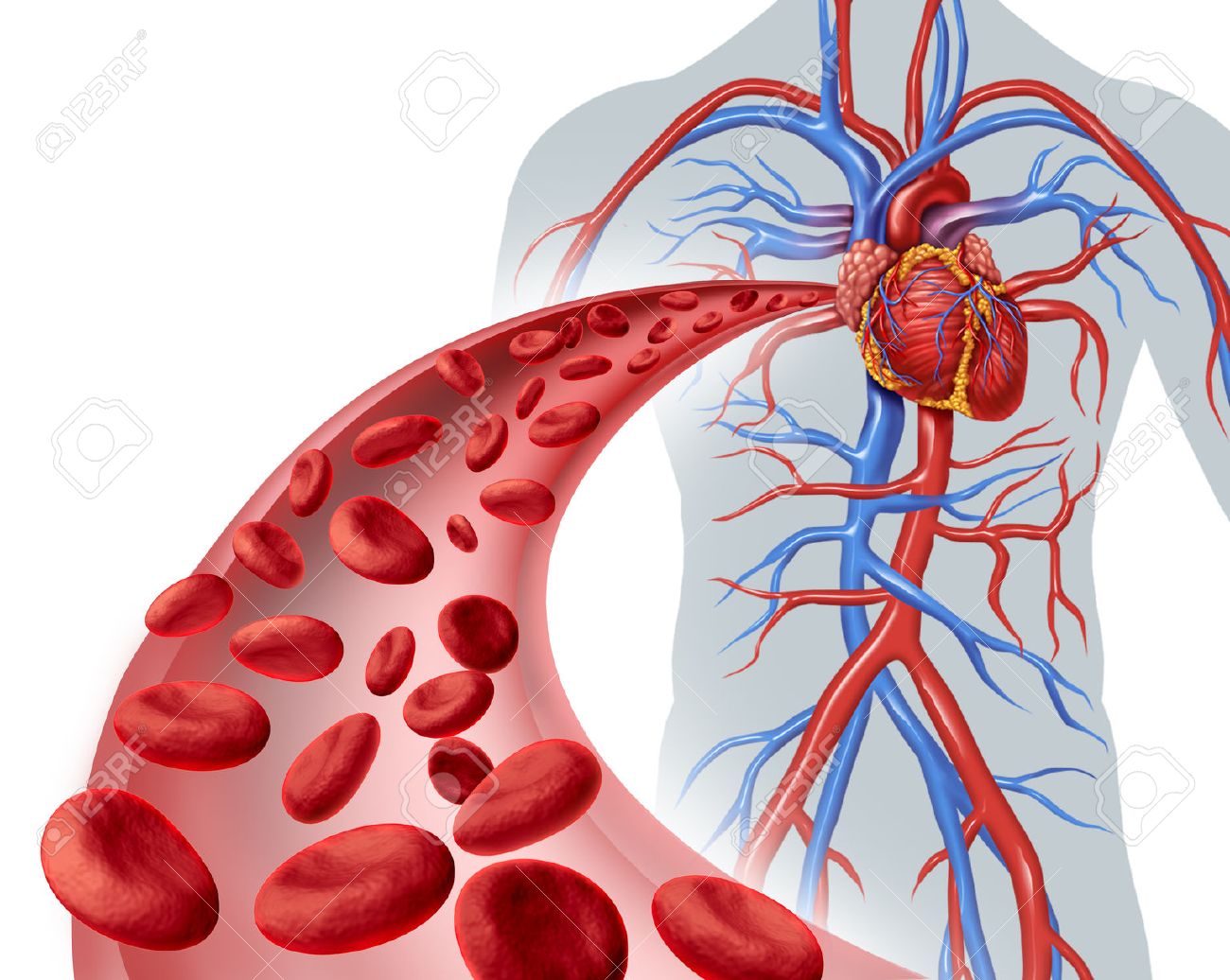 Blut Herz Kreislauf Gesundheit Symbol Mit Roten Blutkorperchen Durch Dreidimensionale Adern Fliesst Lizenzfreie Fotos Bilder Und Stock Fotografie Image 29377519