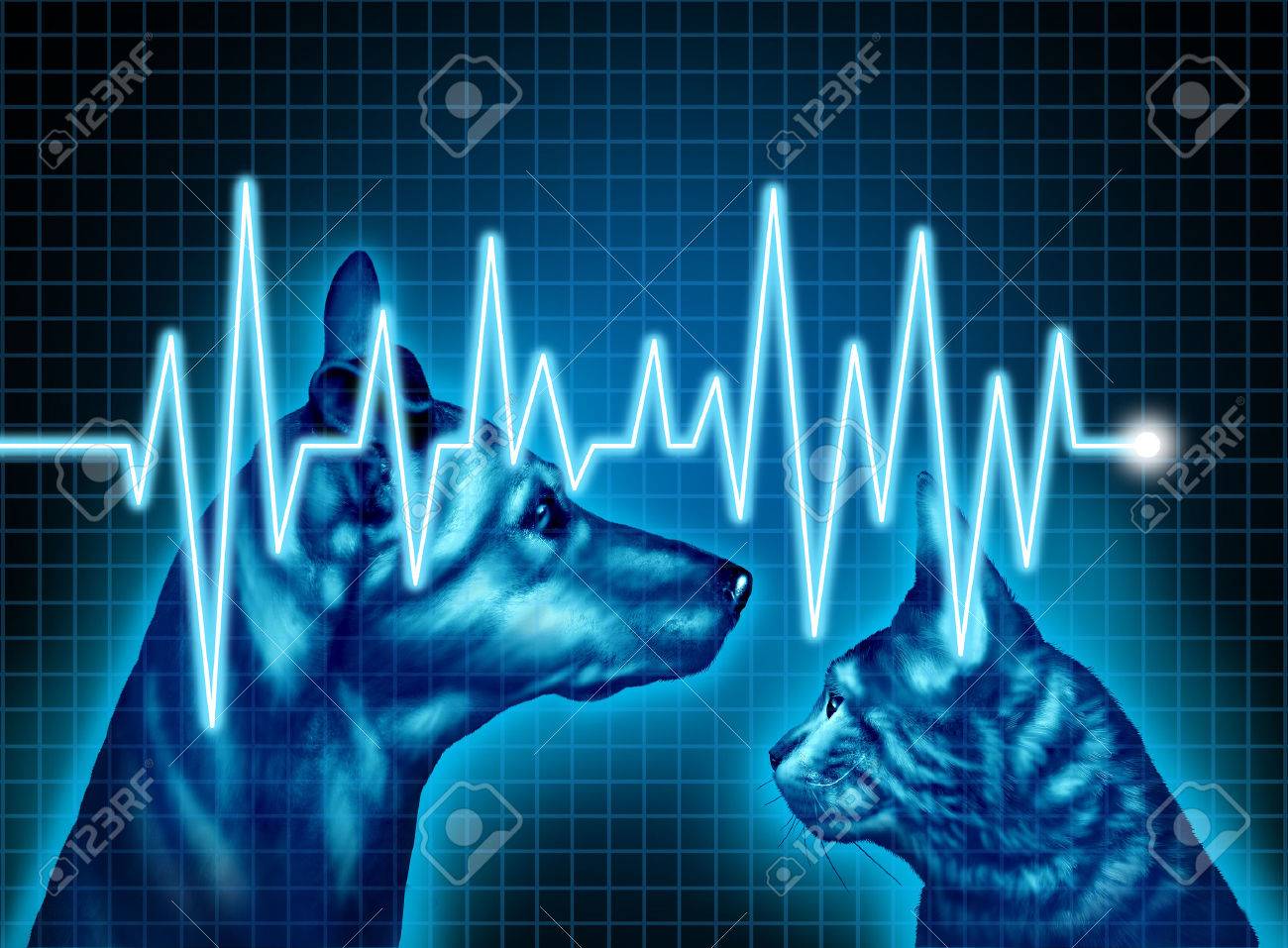 Higiene De Los Animales Y El Seguro Medico Para Los Animales