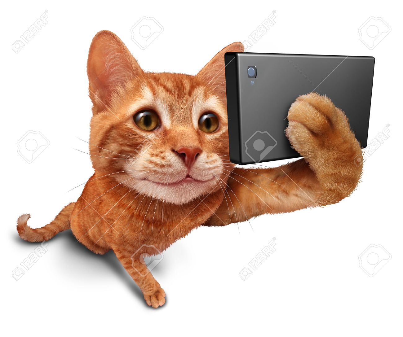 Selfie Cat On A White Background As A Cute Orange Tabby Kitty With A Smile In