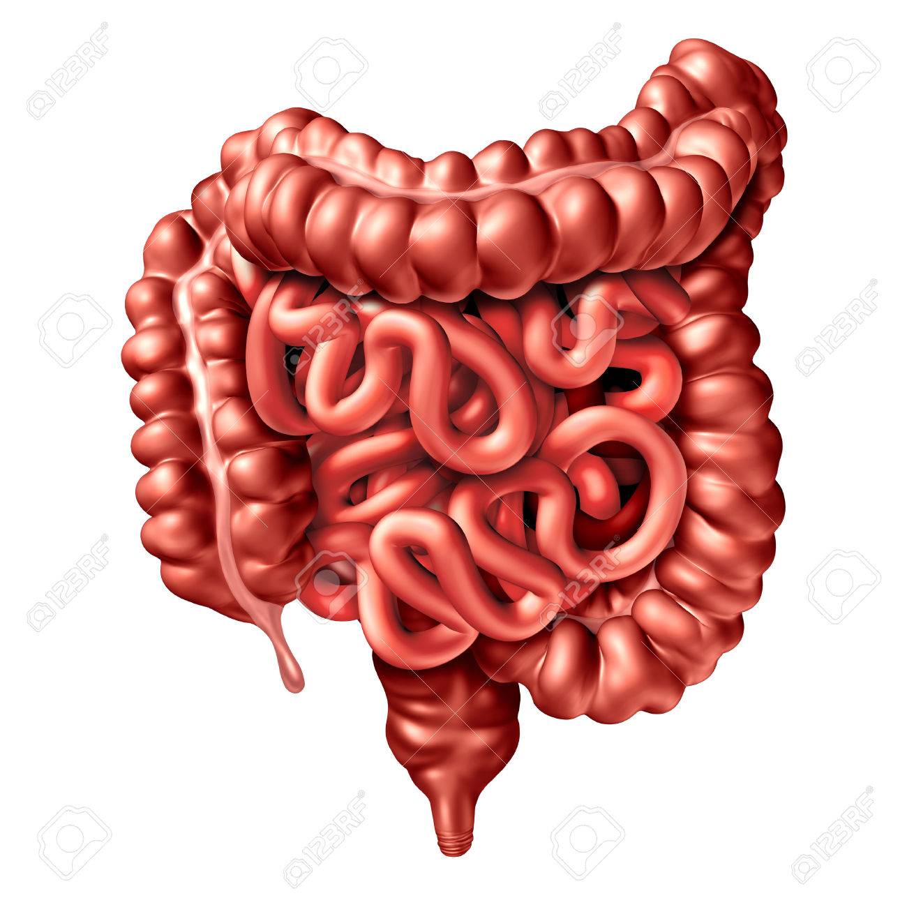 human intestine illustration as