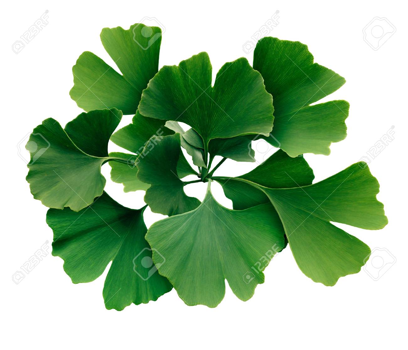 ginkgo biloba bula ginkgo biloba ultrafarma