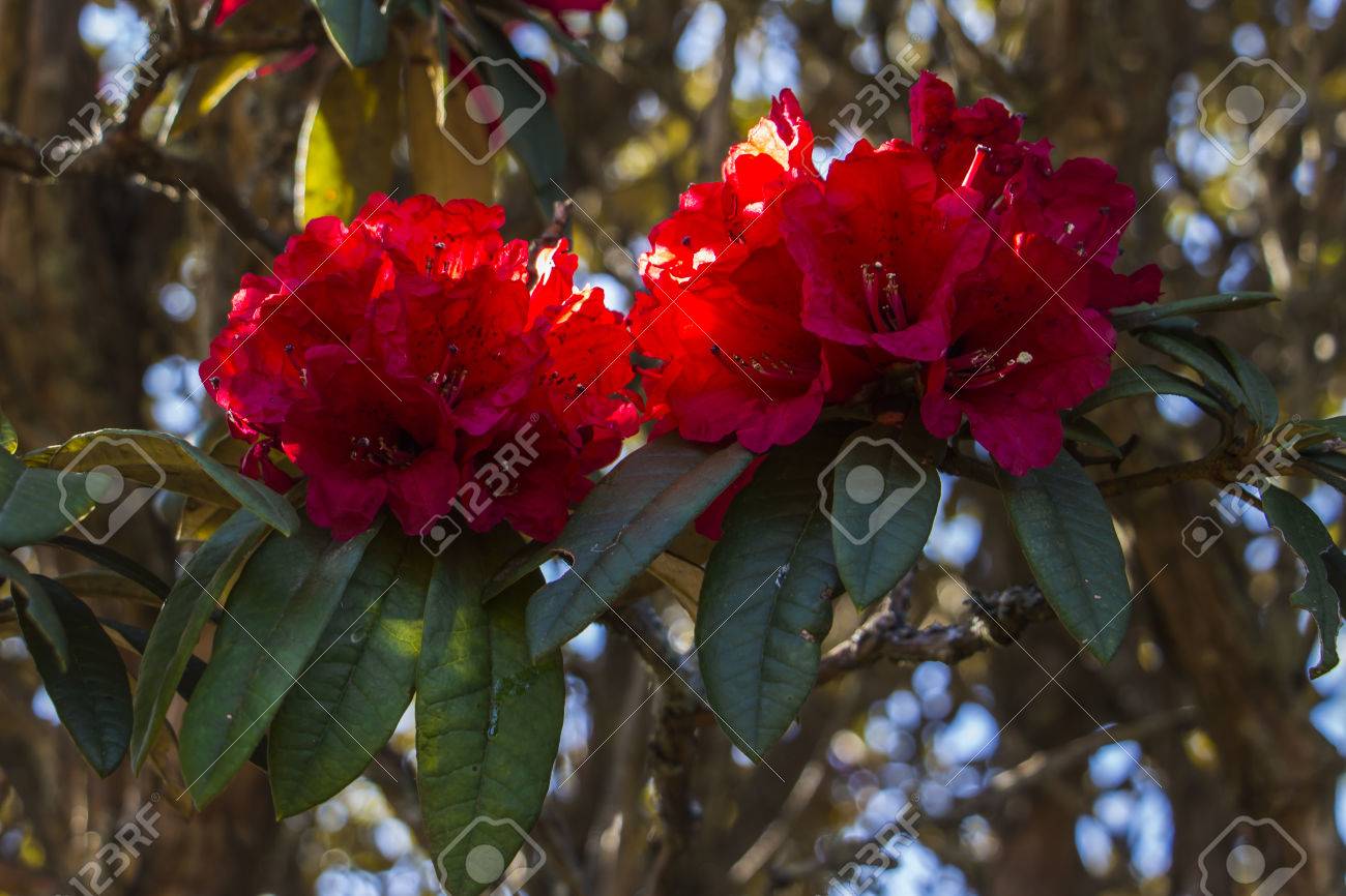 カメリアの花 の写真素材 画像素材 Image