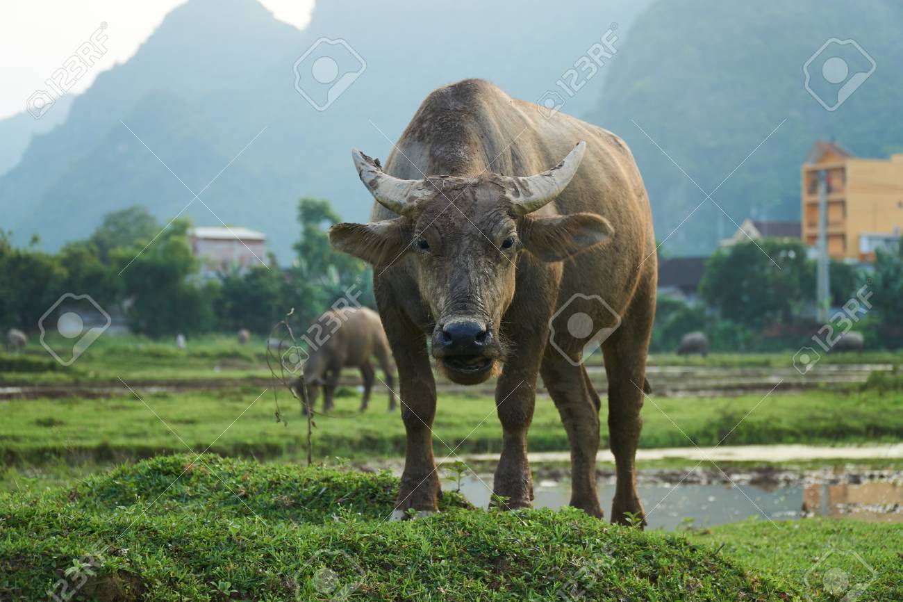 https://previews.123rf.com/images/likee68/likee681706/likee68170600015/80772143-a-portrait-of-a-water-buffalo-on-a-rice-field-in-phong-nha-vietnam.jpg