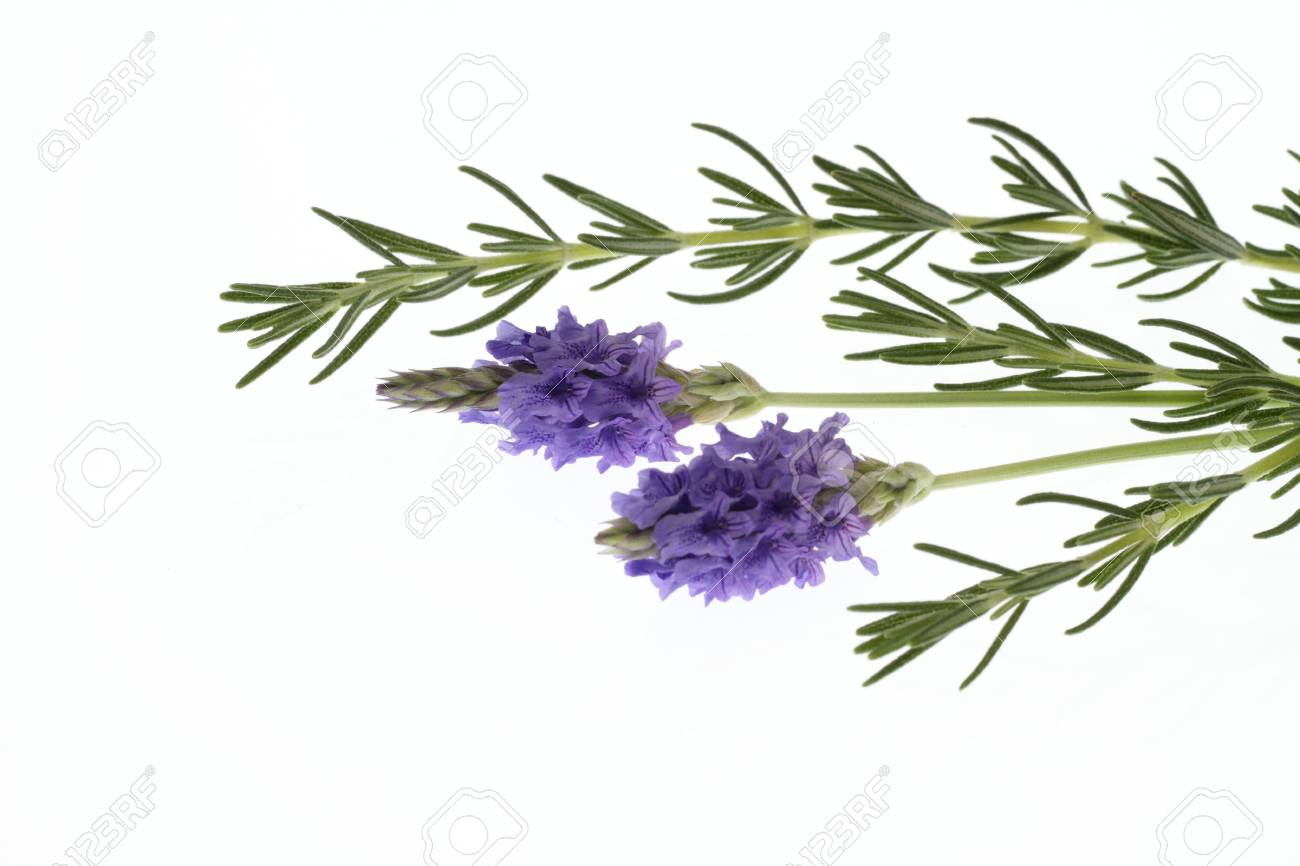 ラベンダー ローズマリー ハーブミックス ラベンダー ローズマリー ミント こぼれない魔法