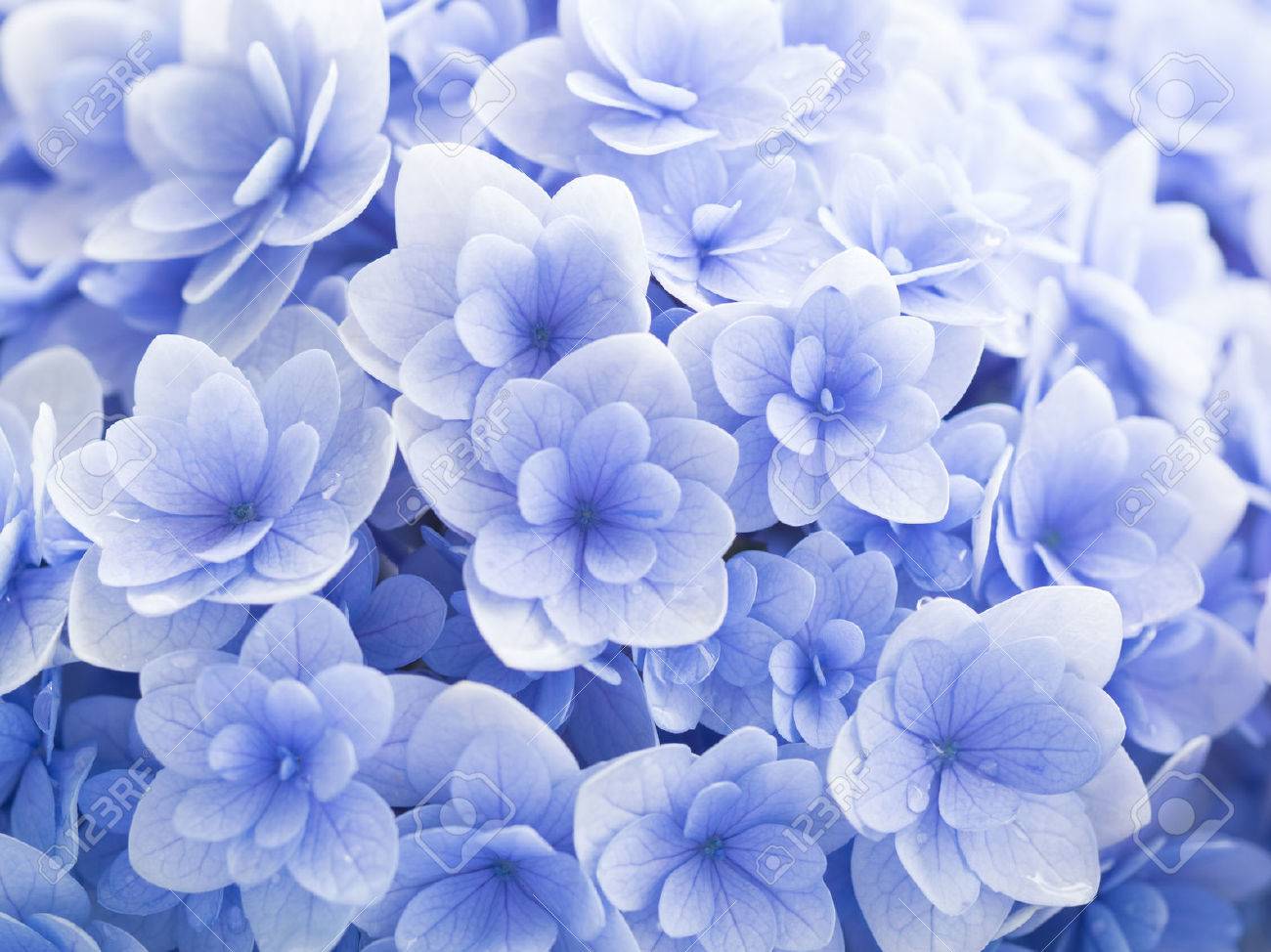 Beautiful Pale Blue Hydrangea In Rainy Day Stock Photo Picture And Royalty Free Image Image