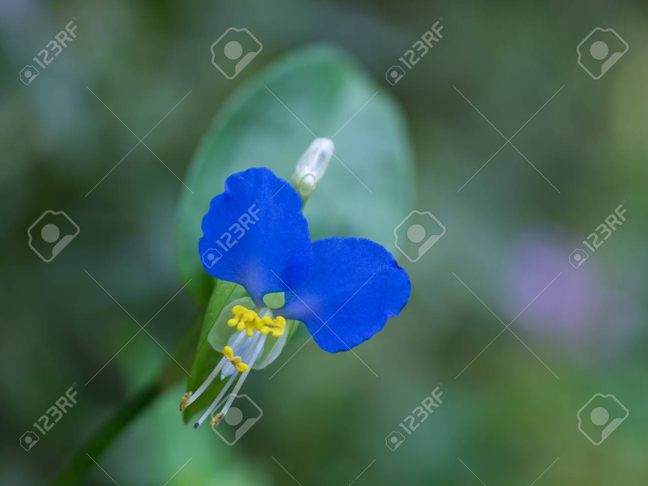 etiam-dictum-ipsum-a-felis