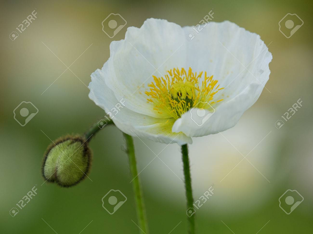 春の花壇に咲く白アイスランドポピー の写真素材 画像素材 Image