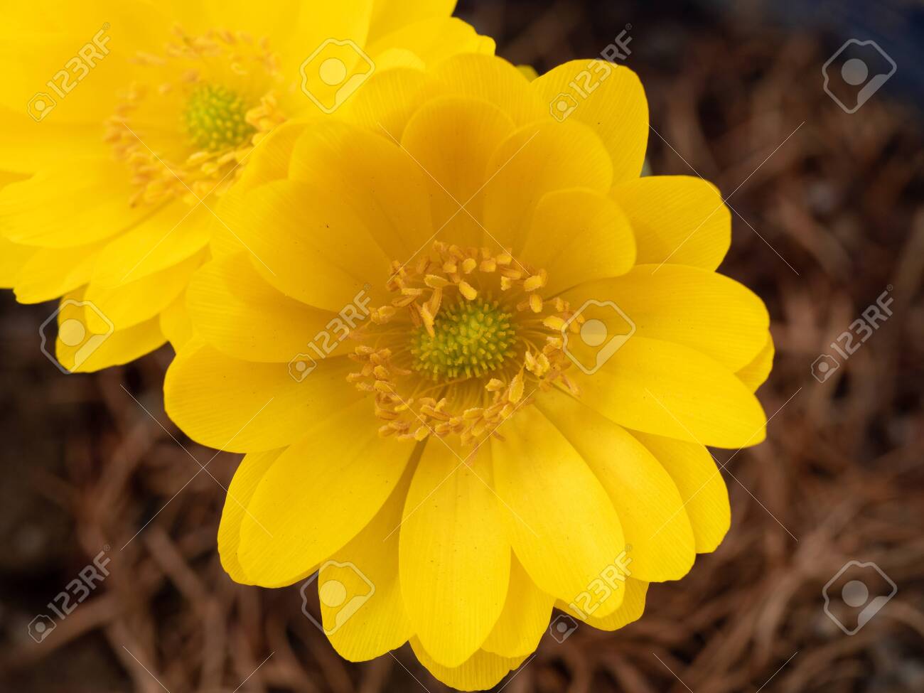 Far East Amur Adonis Blooming In Early Spring In Japan Stock Photo Picture And Royalty Free Image Image