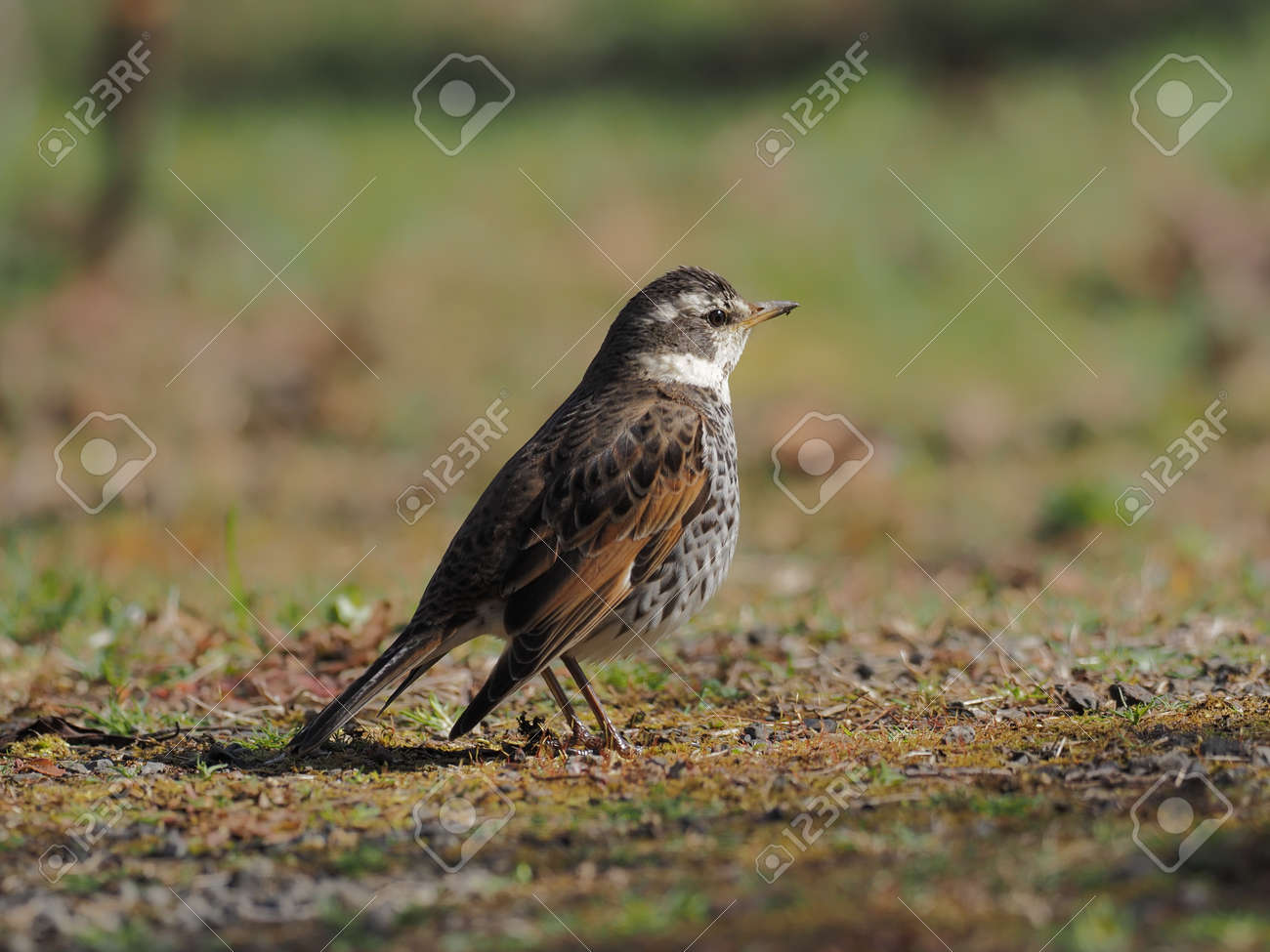 etiam-dictum-ipsum-a-felis