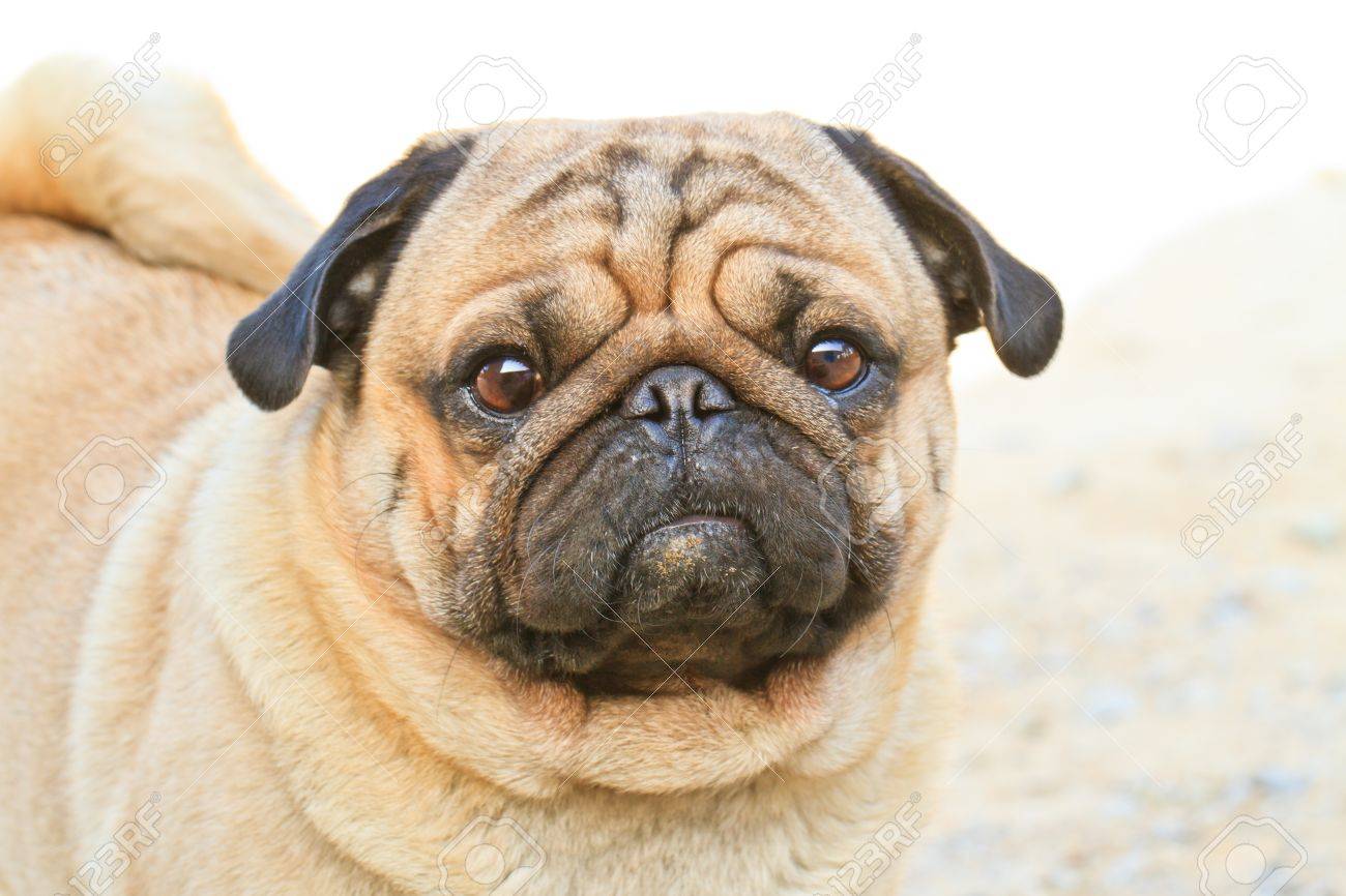 cute pug face