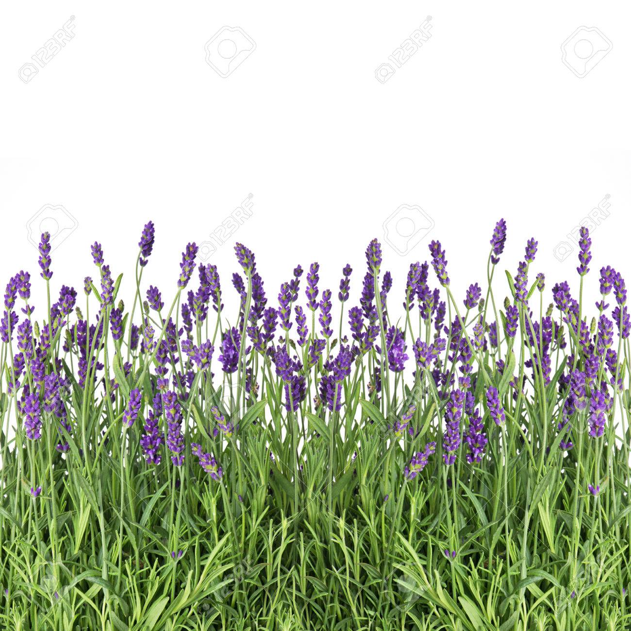 白い背景に分離されたラベンダー花 の写真素材 画像素材 Image 白い背景に分離されたラベンダー花 の写真素材 画像素材 Image