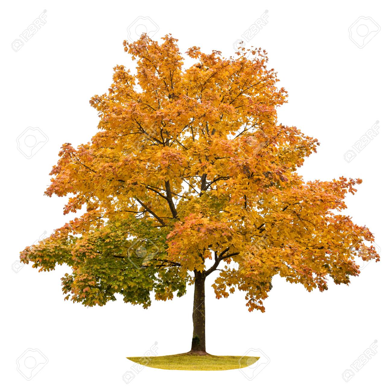 Image result for maple tree white background