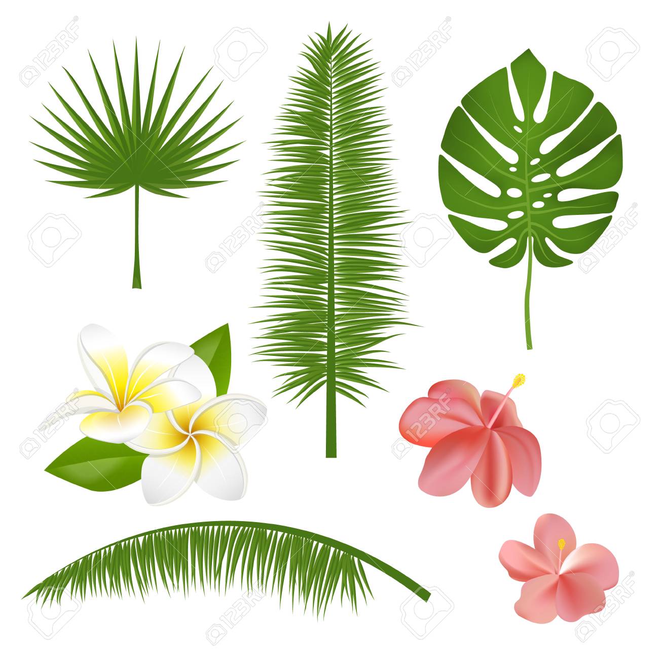Set Of Exotic Tropical Flowers Plants Leaves Vector Illustration