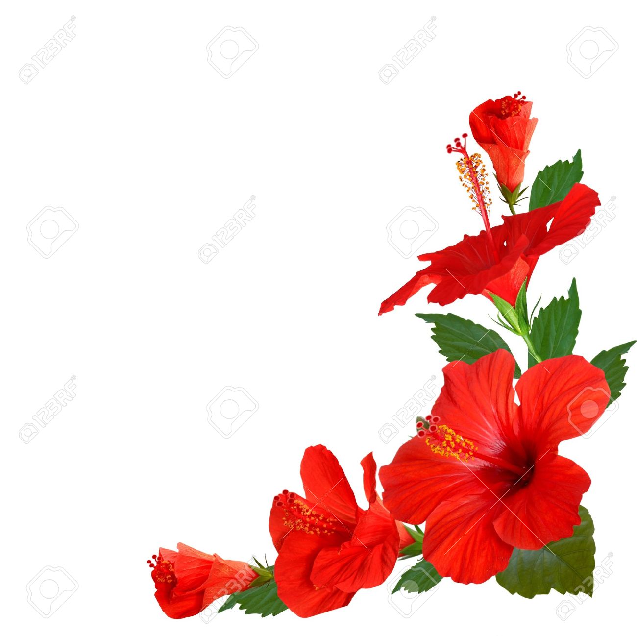 hibiscus flowers stock photo picture and royalty free image image hibiscus flowers