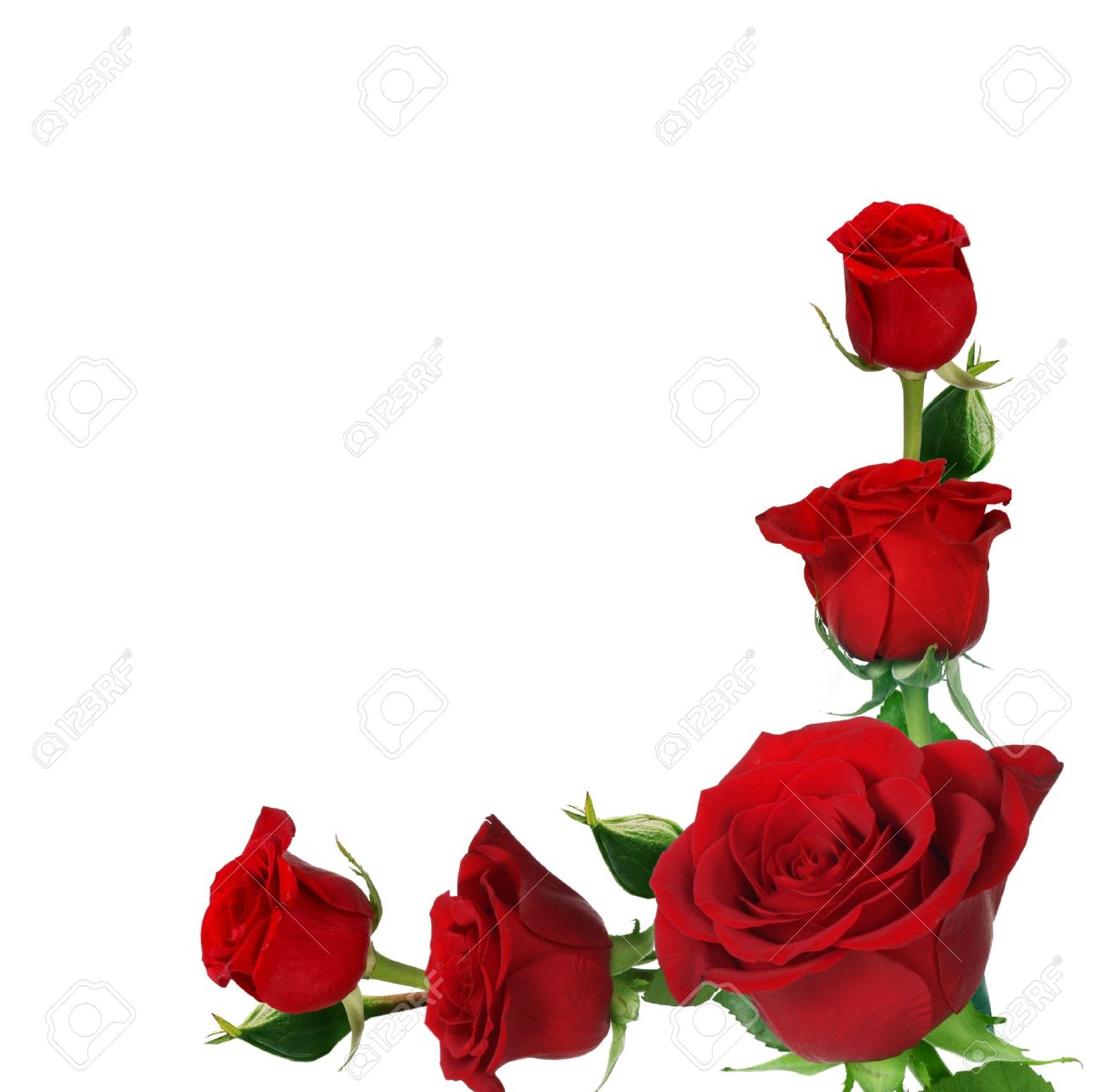 Roses Frame Stock Photo Picture And Royalty Free Image Image 11913269