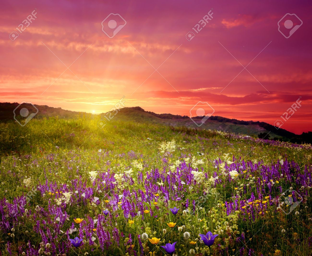 Résultat de recherche d'images pour "image de paysage de fleurs"