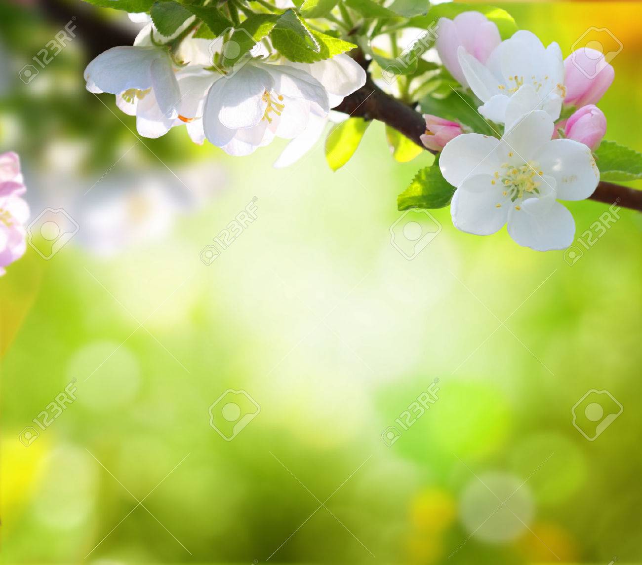 Spring Background Stock Photos and Images - 123RF