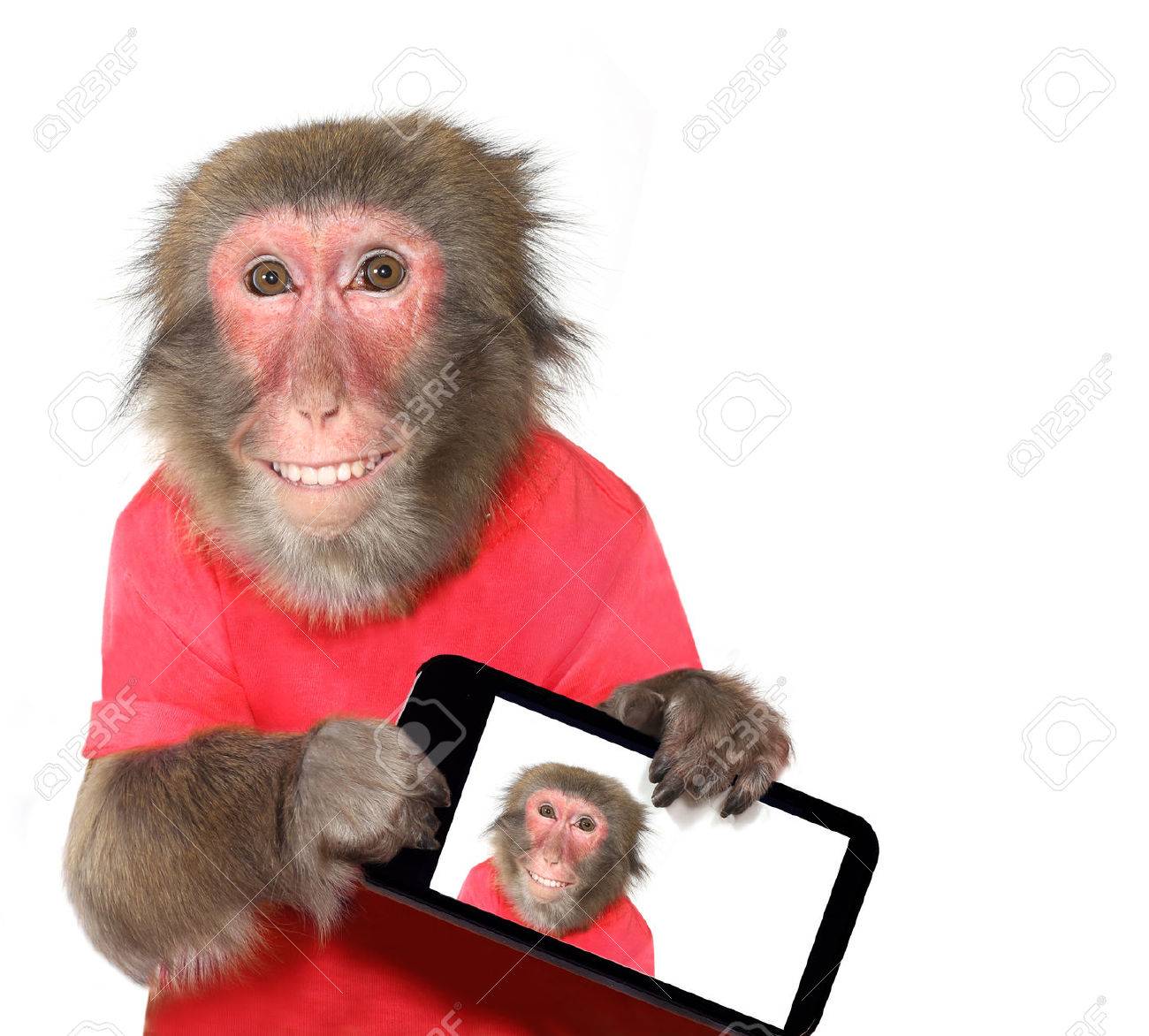 Avoir Images Drole Singe Tenant Un Selfie Et Souriant A La Camera Banque D dernière par