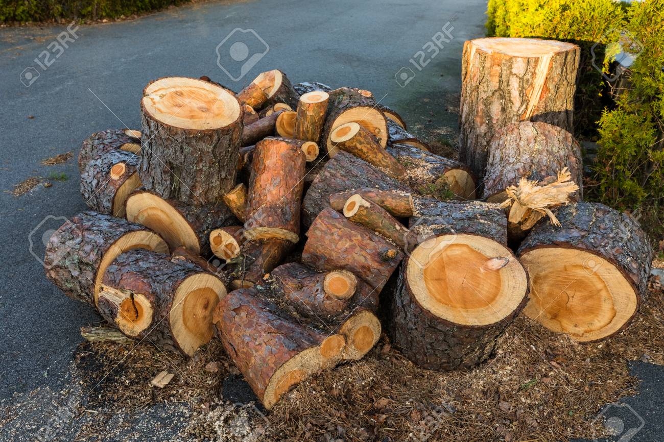 Pine Wood Logs From One Pine Tree Lying In A Heap On The Ground Stock Photo Picture And Royalty Free Image Image 90058441