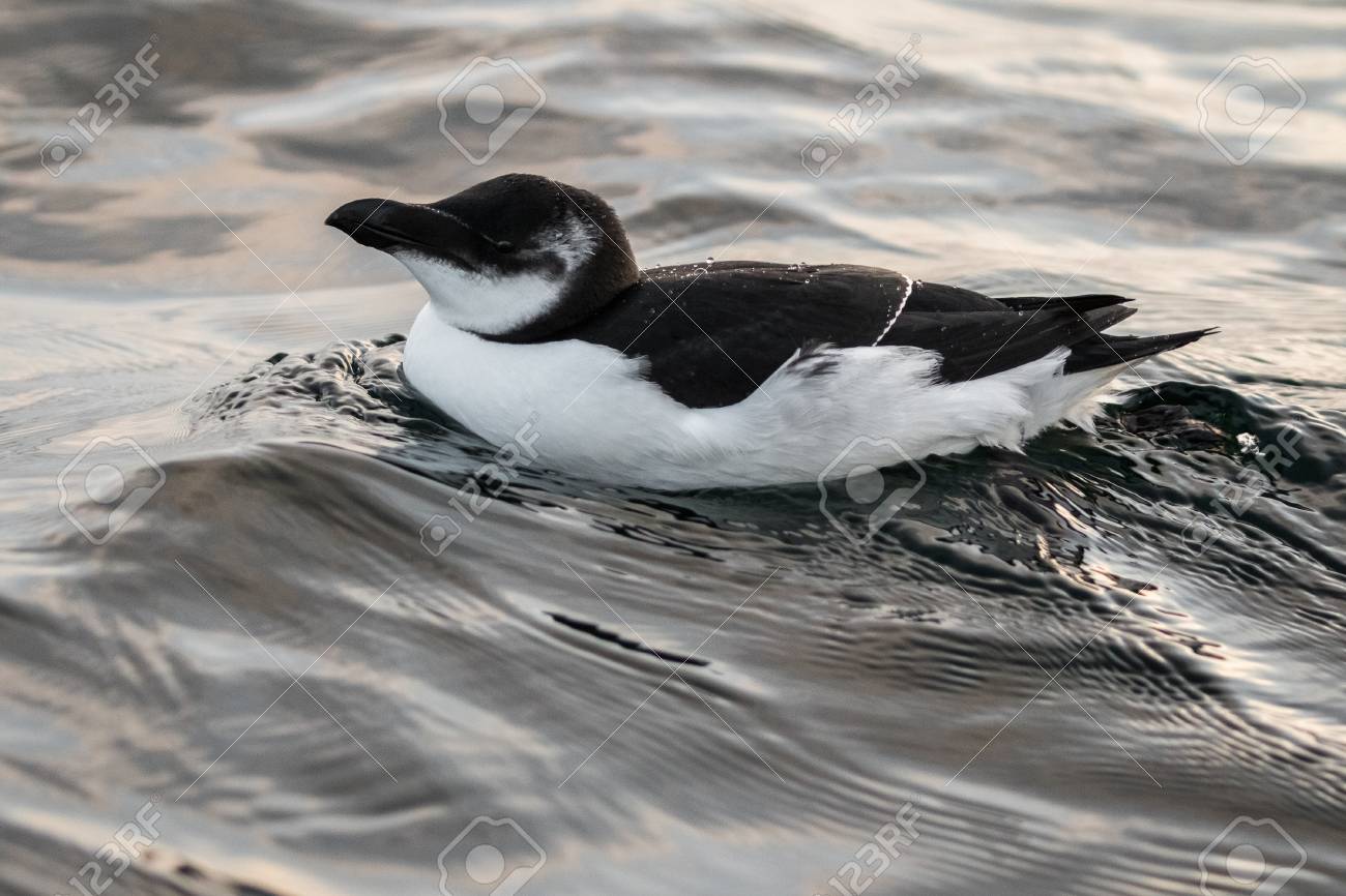Petit Pingouin Alca Torda Oiseau Noir Et Blanc Allongé Dans La Mer