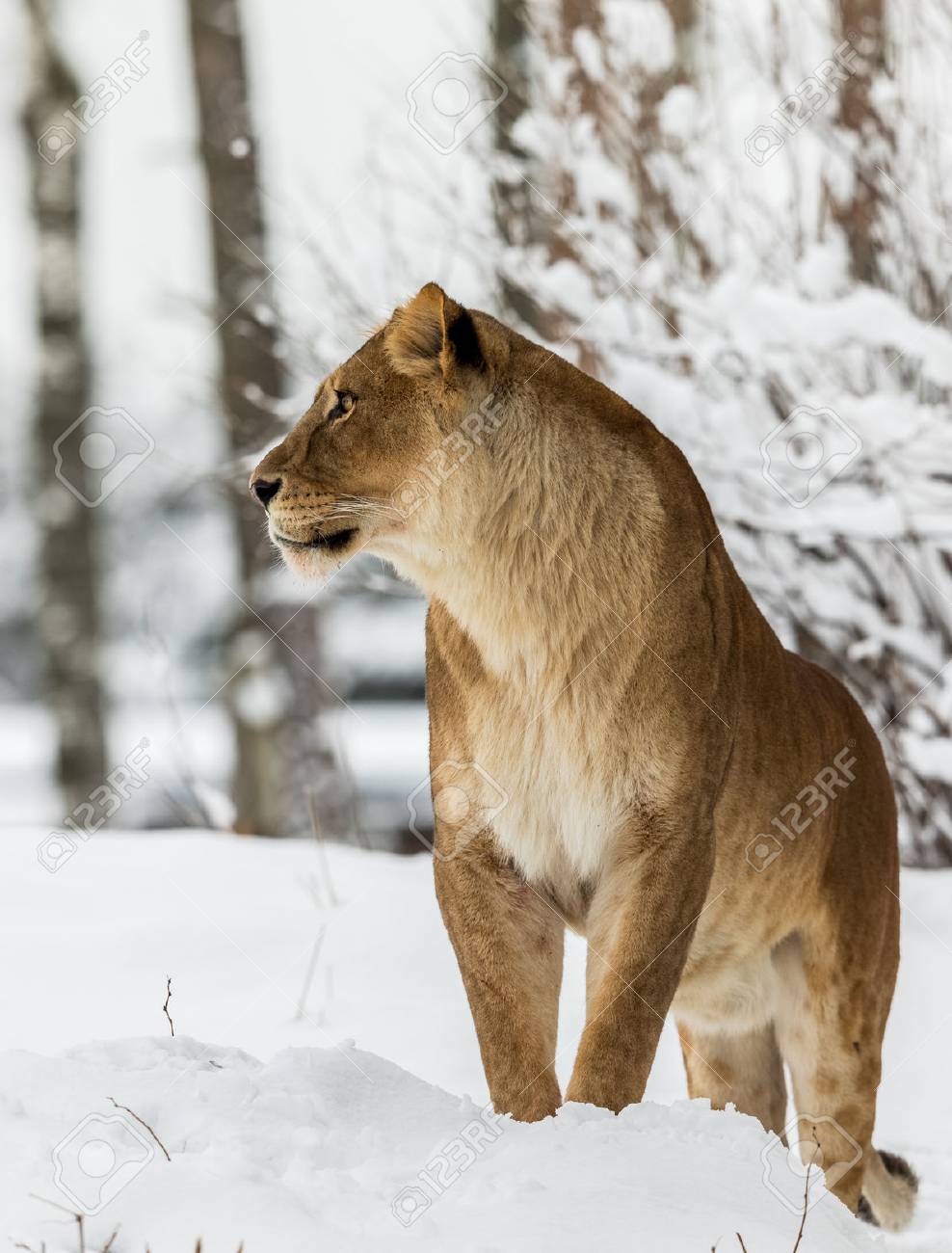 ライオン パンテラレオ 雪の中に立つライオネス 明るい背景 ノルウェーのクリスティアンサンドの動物園で捕虜動物は 彼らが中にとどまることができても 多くの場合 寒い雪の中で外に出ることを選択します の写真素材 画像素材 Image